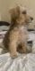 Cockapoo Puppies for sale in Anaheim, CA, USA. price: NA