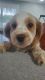 Cockapoo Puppies for sale in Mullica Hill, Harrison Township, NJ 08062, USA. price: NA