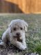Cockapoo Puppies for sale in Rowlett, TX, USA. price: $1,200