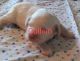 Cockapoo Puppies for sale in South Bend, IN 46628, USA. price: $200,000