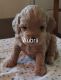Cockapoo Puppies for sale in South Bend, IN 46628, USA. price: $200,000