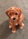 Cockapoo Puppies for sale in Corvallis, OR, USA. price: $1,600