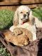 Cockapoo Puppies for sale in Hurst, TX, USA. price: $1,300
