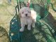 Cockapoo Puppies for sale in Holyoke, MA, USA. price: $2,000