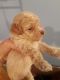 Cockapoo Puppies for sale in Brooklyn, IN, USA. price: $850