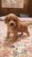 Cockapoo Puppies for sale in Hickory, NC, USA. price: $1,800