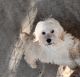Cockapoo Puppies for sale in Macon, GA, GA, USA. price: $12,001,900