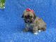 Cockapoo Puppies for sale in Hacienda Heights, CA, USA. price: NA
