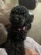 Cockapoo Puppies for sale in Middle River, MD, USA. price: NA