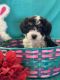 Cockapoo Puppies for sale in Paul, ID 83347, USA. price: $1,250