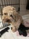 Cockapoo Puppies for sale in Kansas City, MO, USA. price: $2,000