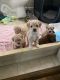 Cockapoo Puppies for sale in Sunland-Tujunga, Los Angeles, CA 91040, USA. price: $1,000