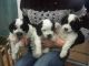 Cockapoo Puppies for sale in N Pole Ln, Riverside, CA 92503, USA. price: $500