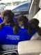 Cockapoo Puppies for sale in Sanford, FL, USA. price: $1,700