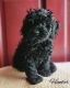 Cockapoo Puppies for sale in Fayetteville, NC, USA. price: $2,000