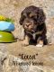 Cockapoo Puppies for sale in Northfield, MN 55057, USA. price: $2,500