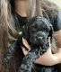 Cockapoo Puppies for sale in Kansas City, MO, USA. price: $1,000