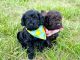 Cockapoo Puppies for sale in Denver, NC, USA. price: $1,000