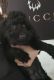 Cockapoo Puppies for sale in Baltimore, MD 21207, USA. price: NA