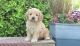 Cockapoo Puppies for sale in Brooklyn Center, MN 55429, USA. price: $900