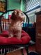 Cockapoo Puppies for sale in Ringoes, East Amwell Township, NJ 08551, USA. price: $900