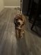 Cockapoo Puppies for sale in Brownstown Charter Twp, MI, USA. price: $1,600