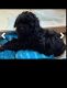 Cockapoo Puppies for sale in Highland Springs, VA, USA. price: $800
