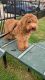 Cockapoo Puppies for sale in Houston, TX, USA. price: $1,500
