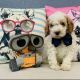 Cockapoo Puppies for sale in Blythewood, SC, USA. price: $2,000