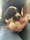Cockapoo Puppies for sale in Sharonville, OH, USA. price: NA