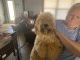Cockapoo Puppies for sale in Meeker, OK 74855, USA. price: $500