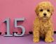 Cockapoo Puppies for sale in Belleville, MI 48111, USA. price: $1,600