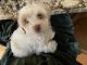 Cockapoo Puppies for sale in Shelby Twp, MI, USA. price: NA