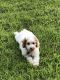 Cockapoo Puppies for sale in Blythewood, SC, USA. price: NA
