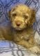 Cockapoo Puppies for sale in Greensburg, LA 70441, USA. price: $800