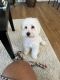 Cockapoo Puppies for sale in Raleigh, NC, USA. price: NA
