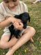 Cockapoo Puppies for sale in Reston, VA, USA. price: $200