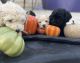 Cockapoo Puppies for sale in Orem, UT, USA. price: NA