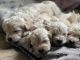 Cockapoo Puppies for sale in Yorkville, IL, USA. price: $1,000