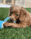 Cockapoo Puppies for sale in Davie, FL, USA. price: $1,600