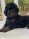 Cockapoo Puppies for sale in Duncan, OK, USA. price: $750