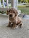 Cockapoo Puppies for sale in Cleveland, OH, USA. price: NA