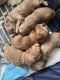 Cockapoo Puppies for sale in Maplewood, NJ 07040, USA. price: NA