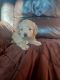 Cockapoo Puppies for sale in Lapeer, MI 48446, USA. price: NA