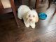Cockapoo Puppies for sale in Maryland City, MD, USA. price: $1,500