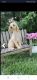 Cockapoo Puppies for sale in Kendallville, IN 46755, USA. price: $500