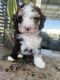 Cockapoo Puppies for sale in San Martin, CA 95046, USA. price: $3,000