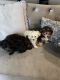 Cockapoo Puppies for sale in Victorville, CA 92392, USA. price: NA