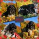 Cockapoo Puppies for sale in Henderson, NY 13650, USA. price: NA