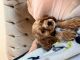 Cockapoo Puppies for sale in Sugar Land, TX, USA. price: NA